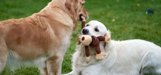 Een vrolijke hond die speelt met een kleurrijk speelgoed, wat stimuleert tot beweging en plezier.